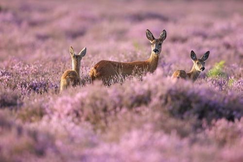 Rehbockmutter mit zwei Kälbern in der blühenden Heide von Joy van der Beek