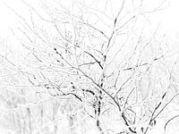 Winterlandschap Engbertsdijksvenen