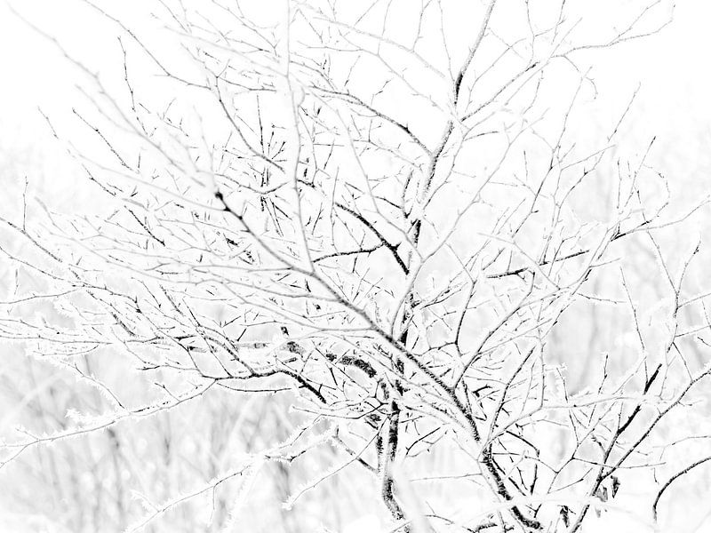 Winter landscape Engbertsdijksvenen by Bianca  Hinnen