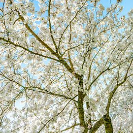Arbres en fleurs Ciel lumineux 2 sur Alie Ekkelenkamp