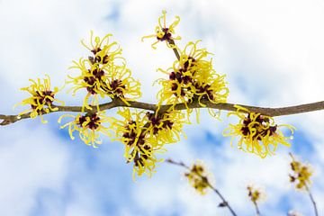 Gele bloemen van Hamamelis mollis bloeien tegen lucht van Ben Schonewille