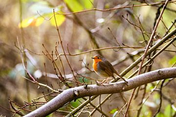 The robin by Claudia Evans