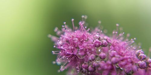 Blume XI