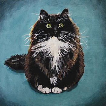 Le chat fluet