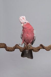 Rosa Kakadu vor einem grauen Hintergrund