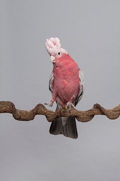 Roze kaketoe tegen een grijze achtergrond van Elles Rijsdijk