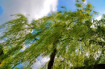 Bäume Luft künstlerisch