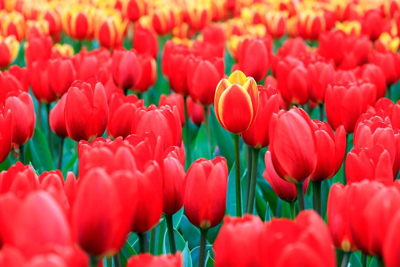 Rode tulpen par Dennis van de Water