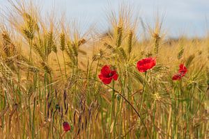 Mohnblumen