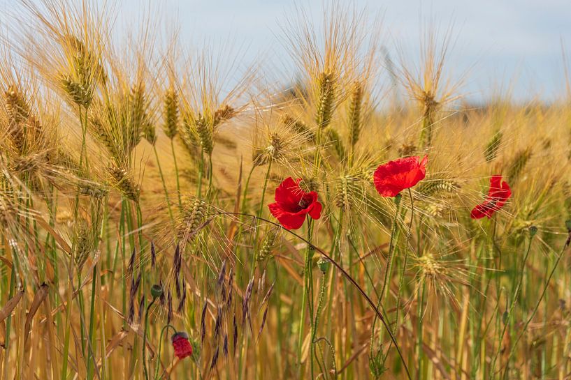 Zomer! van Evelien Heuts-Flachs