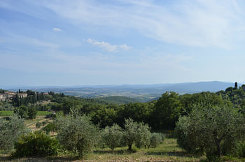Italiaans uitzicht olijfgaard