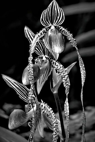 Elegance - Angel Hair Orchid