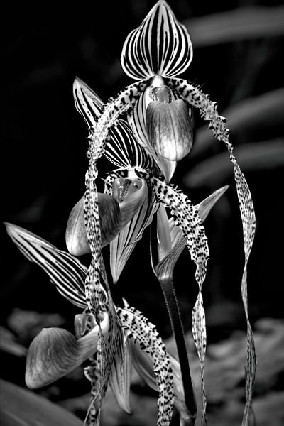 Elegantie - Engelhaar orchidee van Chrystyne Novack Art and Photography