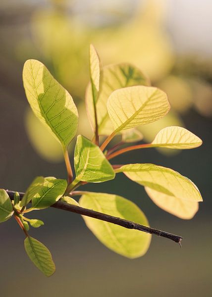 Prachtig verlicht groene bladeren in een bos van Tony Vingerhoets