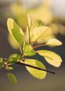 Prachtig verlicht groene bladeren in een bos van Tony Vingerhoets thumbnail