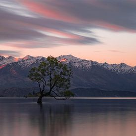 Dieser Baum in Wanaka, Neuseeland von Aydin Adnan