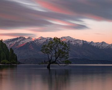 Die boom in Wanaka, Nieuw-Zeeland van Aydin Adnan