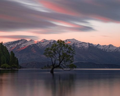 That Tree in Wanaka, New Zealand