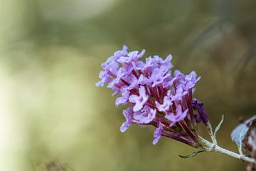 violetter Sommer von Tania Perneel