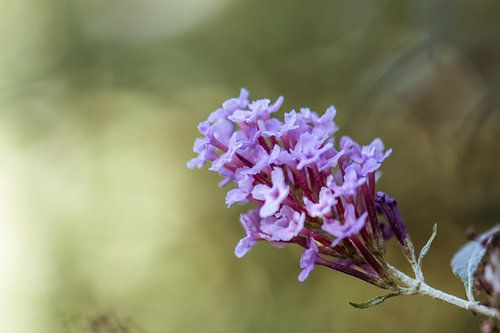 purple summer