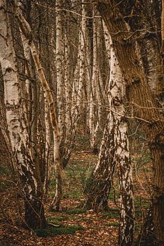 Het berkenbos van Robby's fotografie