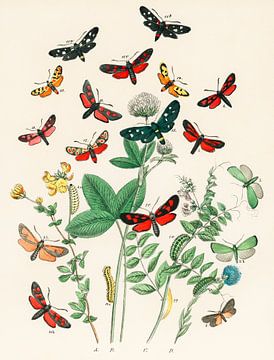 Europese vlinders en motten door William Forsell Kirby