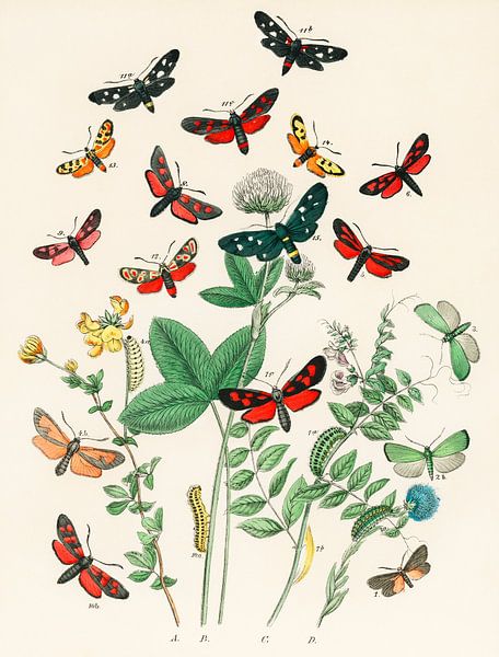 European Butterflies and Moths by William Forsell Kirby by Masterful Masters