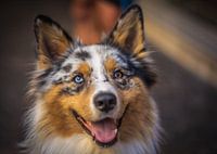 Roscoe the Australian shepherd