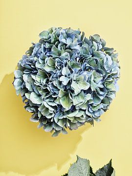 Blumen auf gelb I Hortensie von Martijn Hoogendoorn