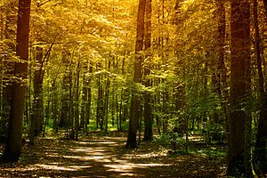 Forest in autumn von Yvonne Blokland