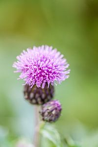 Distel sur Nina van der Kleij