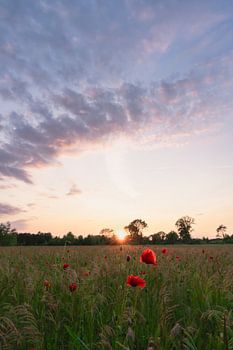 Poppies in the Evening Glow