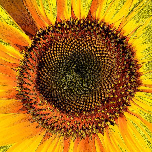 Sunflower by Thomas Jäger