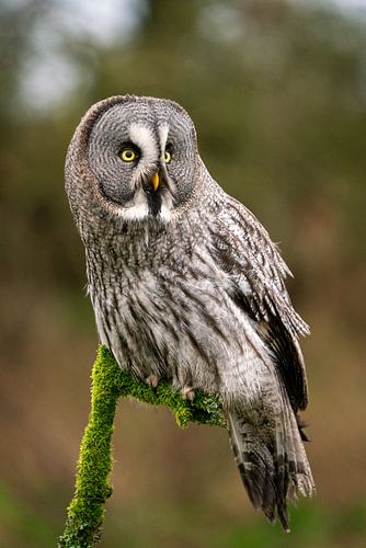 Hibou de Laponie