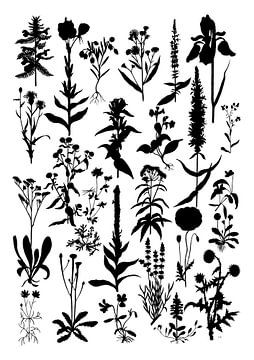 Collage van planten in zwartwit