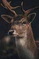 Stag