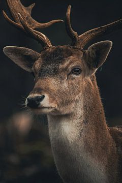 Stag by Larsphotografie