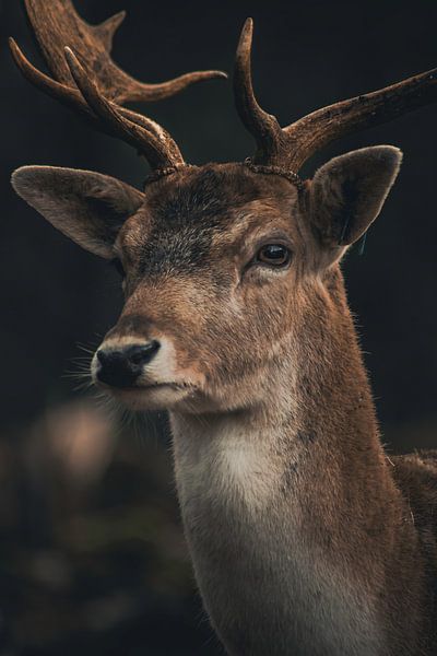 Stag van Larsphotografie