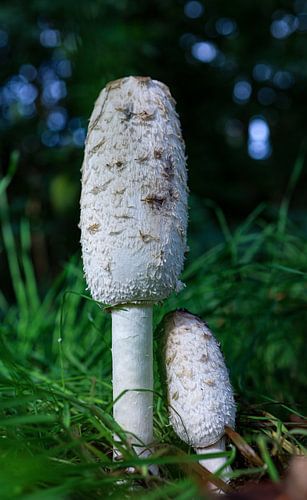 Deux seiches sur Anita van Gendt