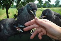 3 Crows