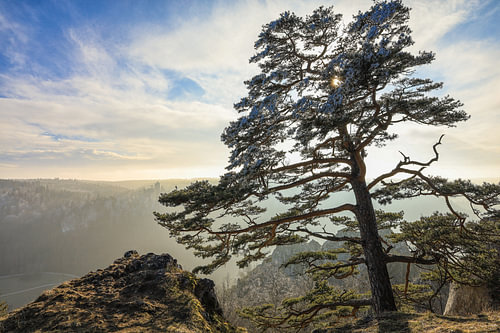Dennenboom op de Stiegelesfels bij Fridingen in het natuurpark Ober-Donau
