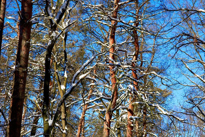 Winterlich von Thomas Jäger