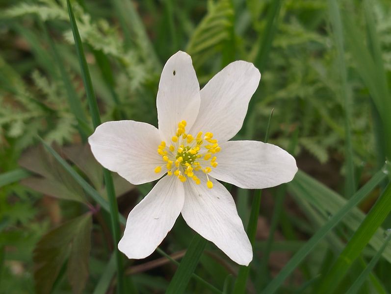 Schöne weiße Blume von Ruud Cloosterman