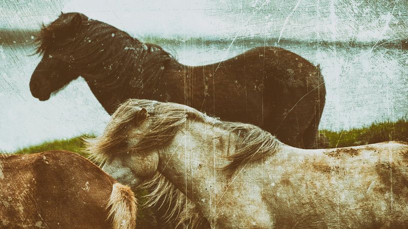 Rispað 2 sur Islandpferde  | IJslandse paarden | Icelandic horses