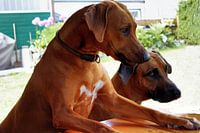 Rhodesian Ridgeback