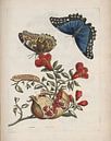 Granaatappelboom, Maria Sibylla Merian van Meesterlijcke Meesters thumbnail