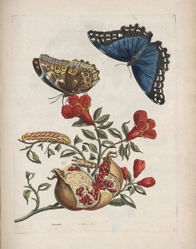 Granaatappelboom, Maria Sibylla Merian