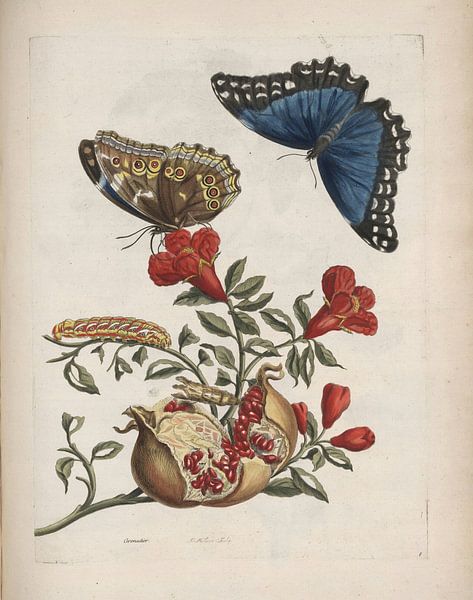 Granaatappelboom, Maria Sibylla Merian van Meesterlijcke Meesters