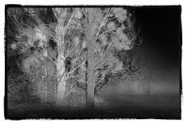 Peupliers mystérieux