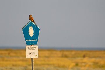 Torenvalk (Falco tinnunculus) van Dirk Rüter